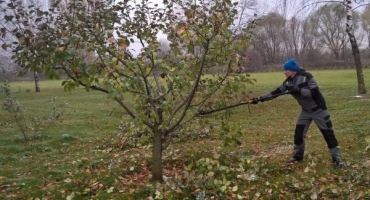 Jak správně prořezat jabloň na podzim?